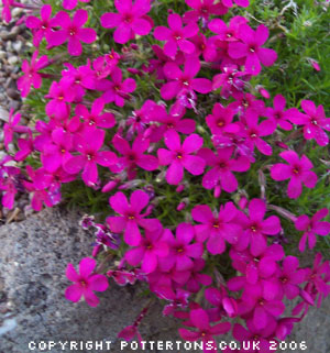 Tufted phlox